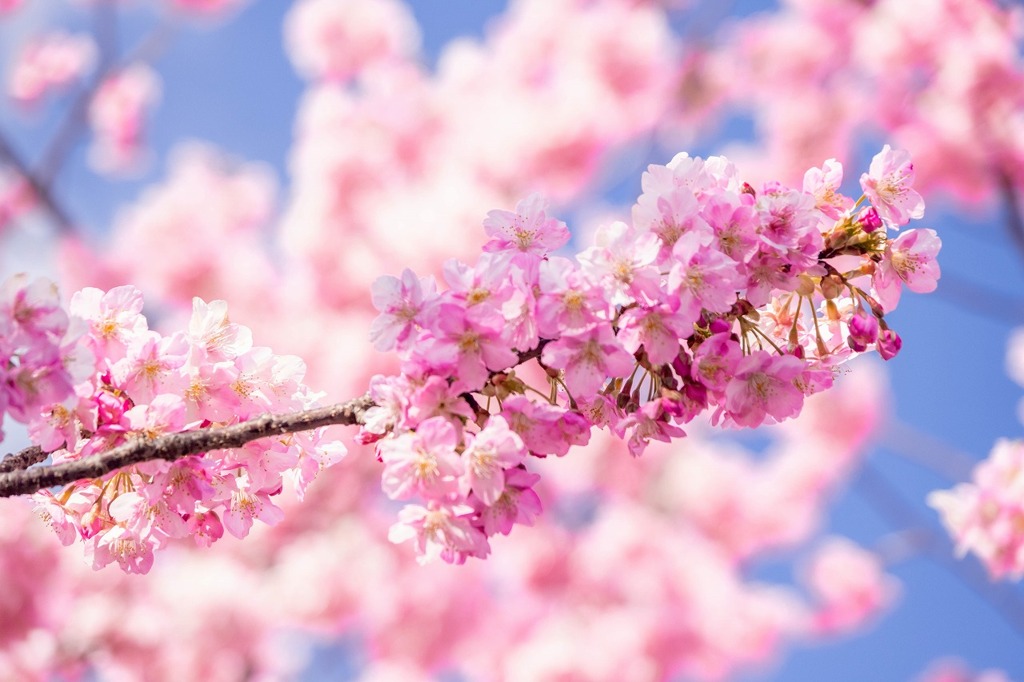 河津桜まつり（９）