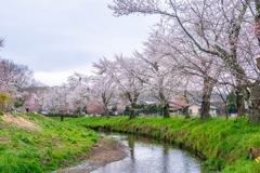 忍野八海の桜（６）