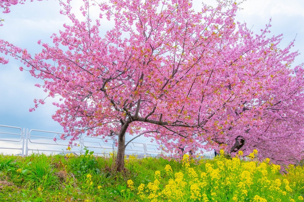 山の手桜（１）
