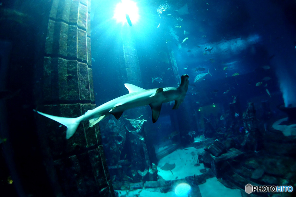 水族館を潜る６