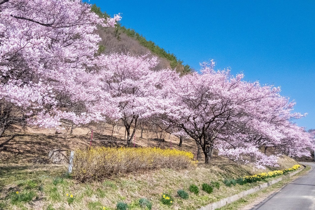 高遠の桜（11）