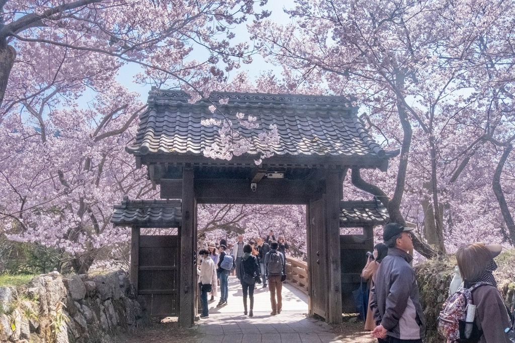 高遠の桜（７）