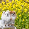 南伊豆桜まつり（４）