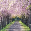 ゴールデンウィークの花の都（４）