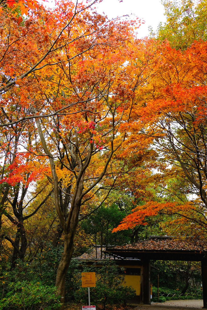 昭和記念公園10
