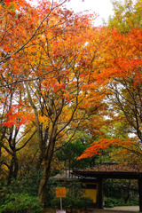 昭和記念公園10