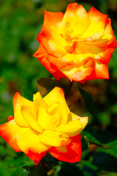 島田バラの丘公園（16）