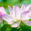 蓮の花（１）