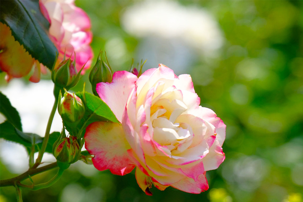 島田バラの丘公園（４）