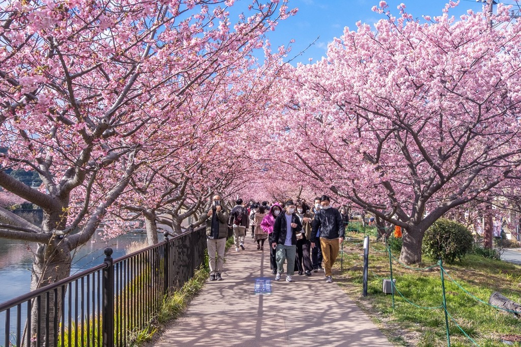 河津桜まつり（４）