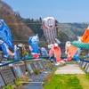 能登の鯉のぼり（１）