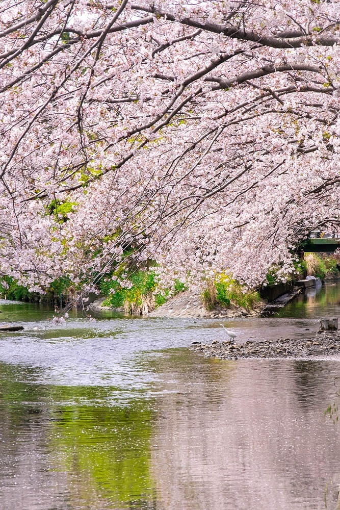 小川と桜（２）