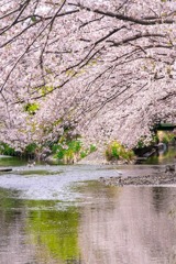小川と桜（２）
