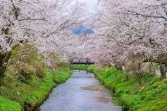忍野八海の桜（７）