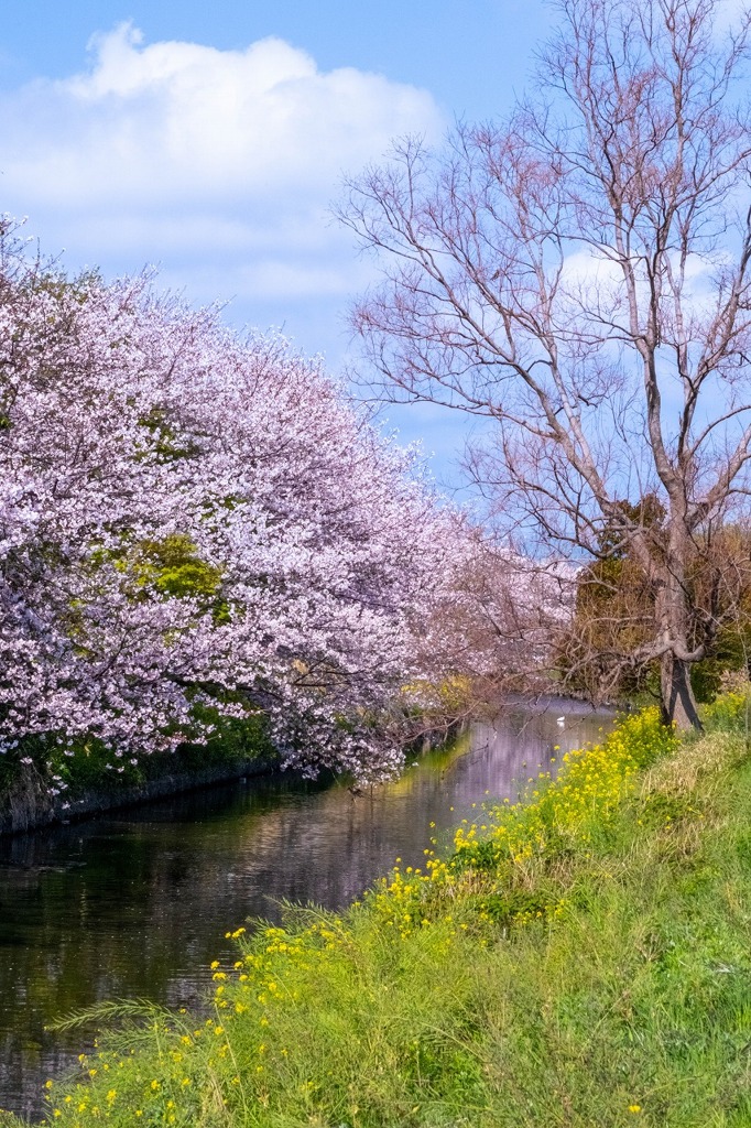 小川の桜（５）