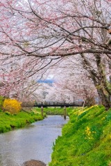 忍野八海の桜（５）