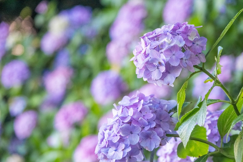 大鐘家の紫陽花（６）