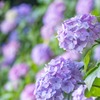 大鐘家の紫陽花（６）