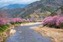 河津桜（１）