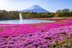 富士山芝桜まつり（３）