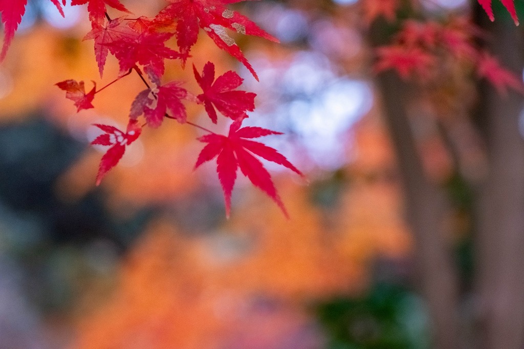 12月の奈良（７）