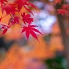 12月の奈良（７）