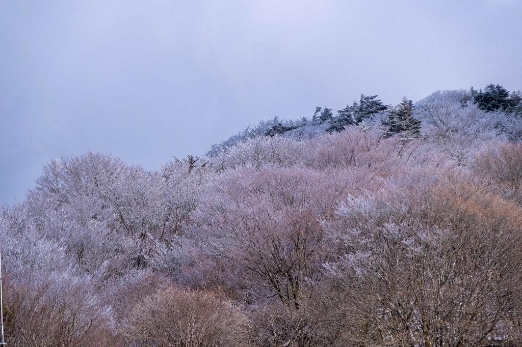 12月の高知（45）