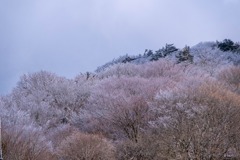 12月の高知（45）