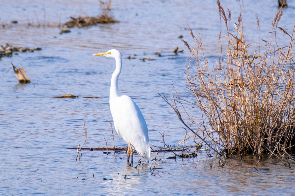 ダイサギ（１）