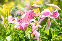 可睡ユリの園（１）