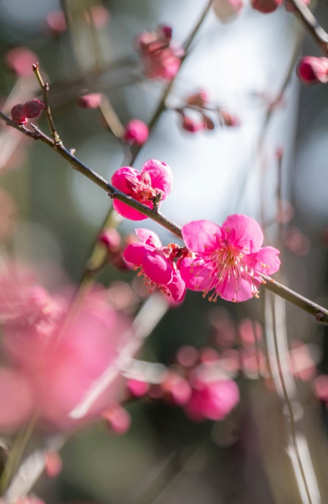 春の訪れ（１月２６日）