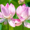 蓮の花（２）