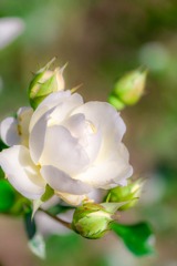 島田ばらの丘公園（１）