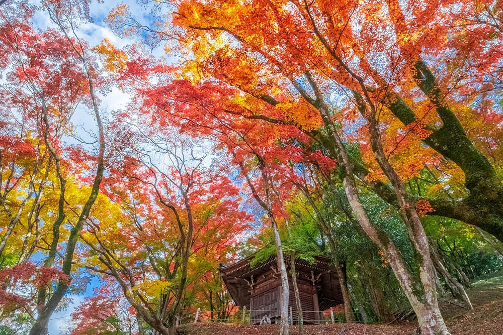 香嵐渓（６）