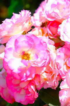 島田バラの丘公園（15）