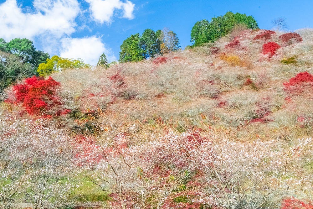 小原四季桜（２）
