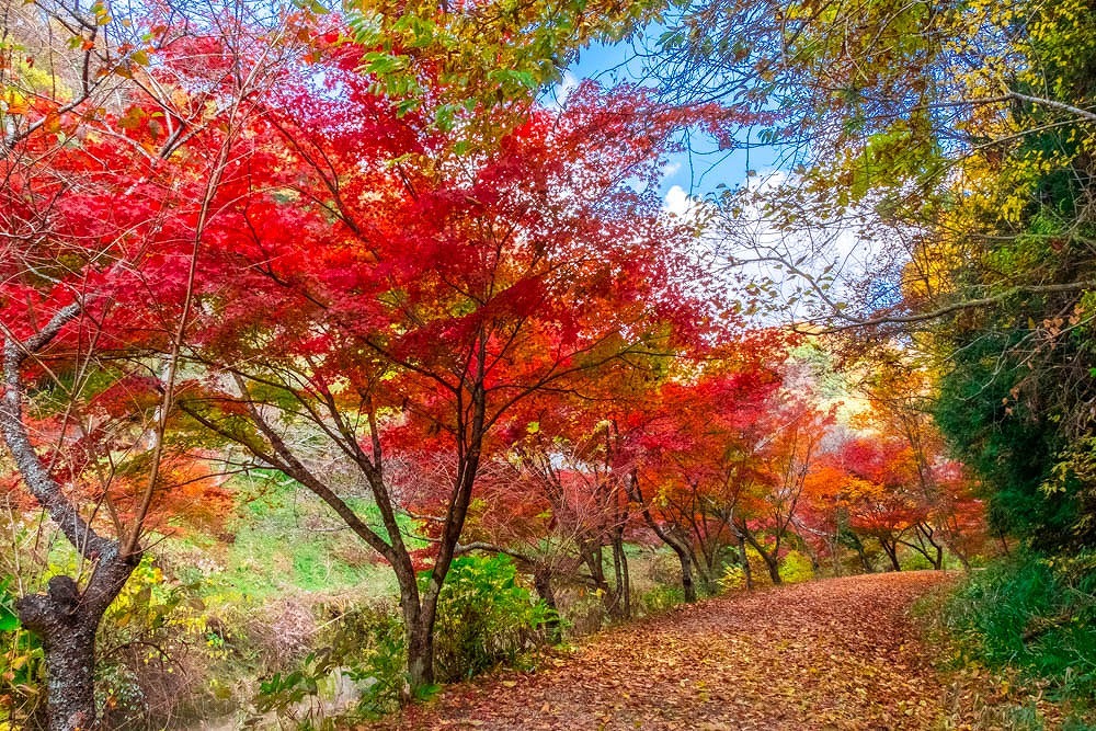 小原四季桜（７）