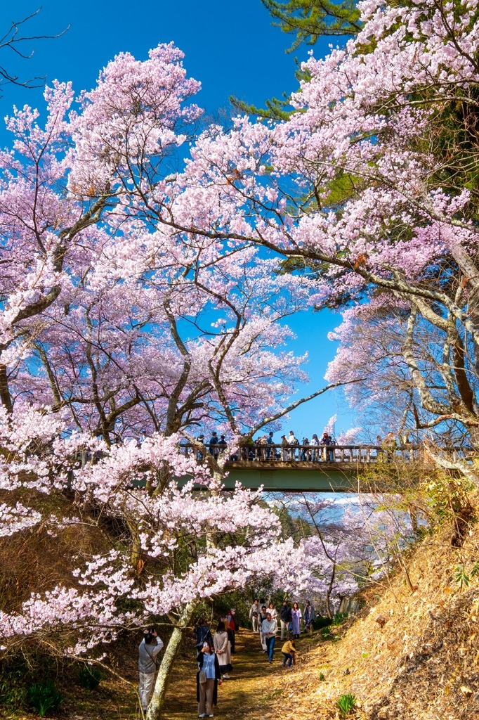 高遠の春（９）