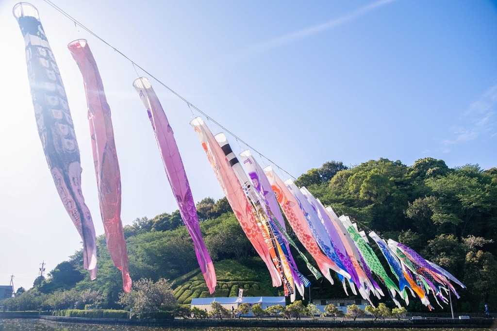 蓮華寺池の藤（７）