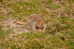 カナダの動物たち（18）