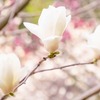 十輪寺（４）