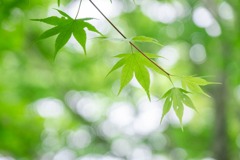 新緑の季節（２）