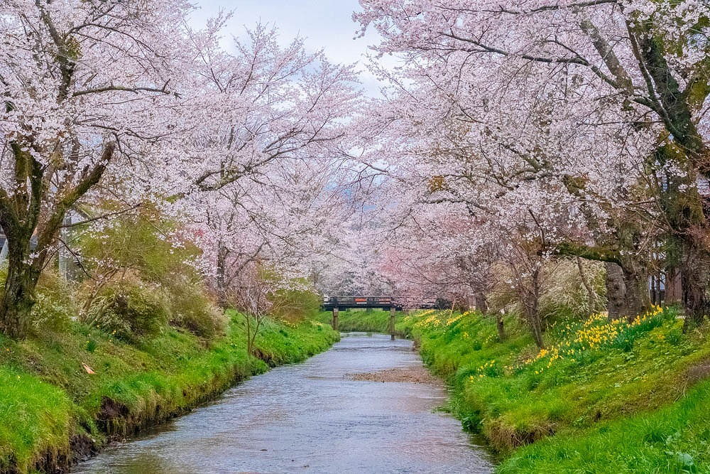 忍野八海の桜（３）