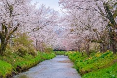 忍野八海の桜（３）