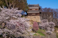 上田の春（６）
