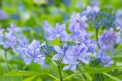 紫陽花（５）