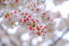 島田帯桜（３）