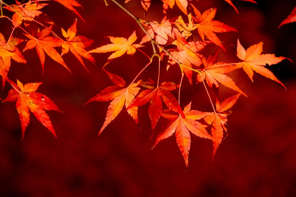 夕焼けの渚・紅葉まつり（５）