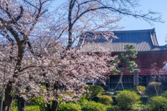 2020年東京の春（５）