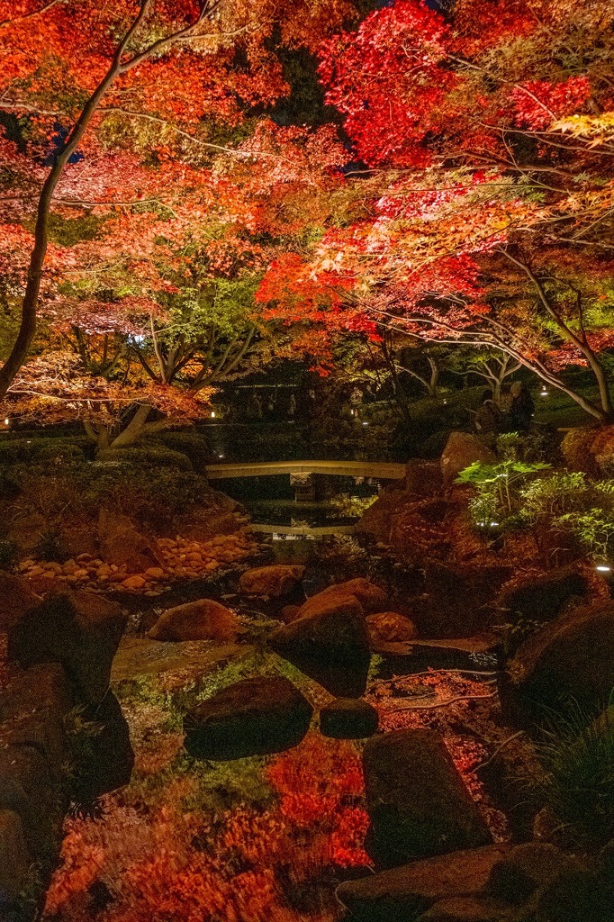 大田黒公園のライトアップ（11）